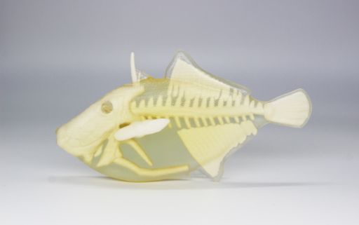 かわはぎの標本